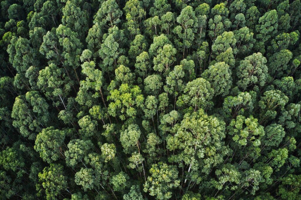 An overhead aerial shot of a thick forest with beautiful trees and greenery